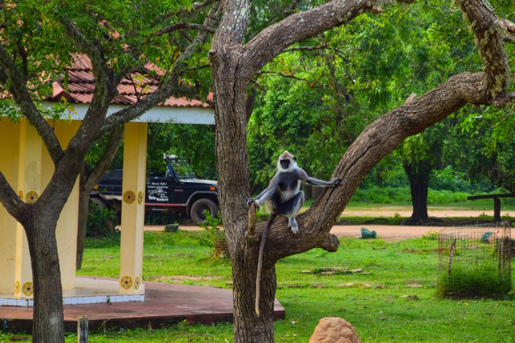 a monkey sitting on a tree branch in a park